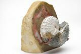 Iridescent Ammonite w/ Fairburn Agate Stand - South Dakota #209705-1